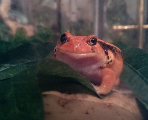 Scottish Couriers deliver Tomato Frogs safe and sound