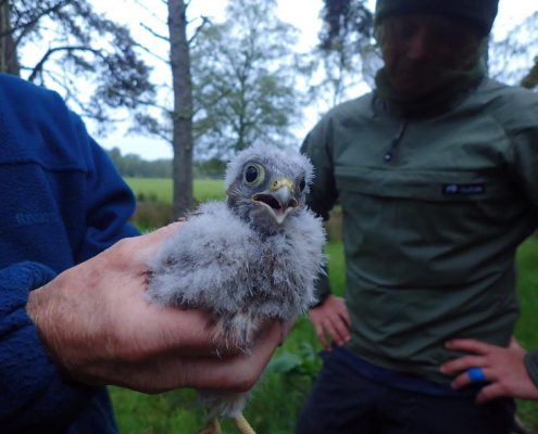 Scottish Couriers help save birds of prey