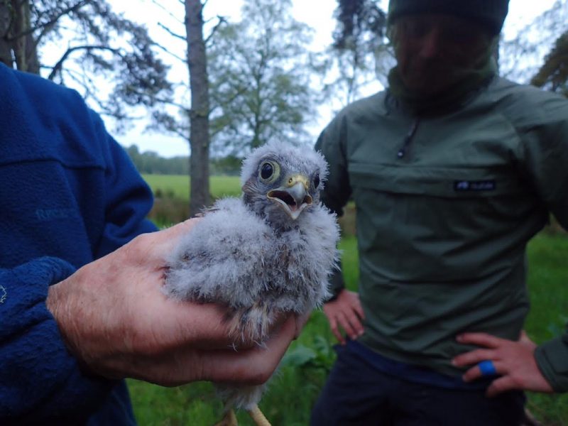 Scottish Couriers help save birds of prey
